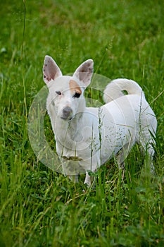 jack Russell dog free spirit