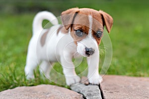 Jack russell dog on grass meadow. Little puppy walks in the park, summer