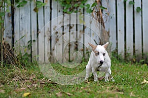 Jack russell dog guilty for the poop or shit on grass and meadow in park outdoors