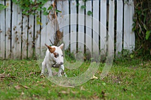 Jack russell dog guilty for the poop or shit on grass and meadow in park outdoors