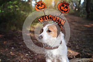 JACK RUSSELL DOG HALLOWEEN TEXT HAT COSTUME. DARK FOREST BACKGROUND. HORIZONTAL VIEW