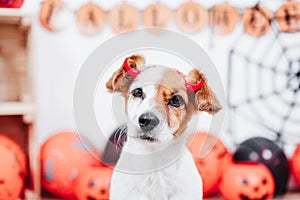 Jack russell dog at home during Halloween wearing red evil horns. Halloween party decoration with garland, orange balloons and net