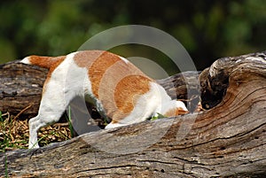 Jack Russell dog hunting mice