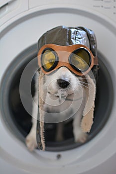 JACK RUSSELL DOG INSIDE A WASHING MACHINE WEARING A AVIATOR OR P