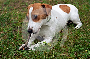 Jack russell dog lies on the green grass and gnaws a stick