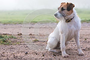 Jack Russell dog looking for trouble