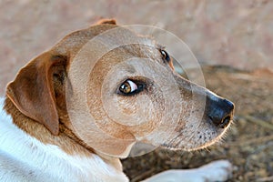 Jack Russell dog mix outdoor profile portrait