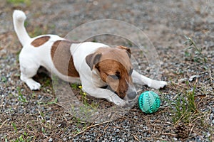 Jack russell dog playing with ball on grass meadow.