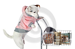 Jack Russell dog pushing a shopping cart full of food