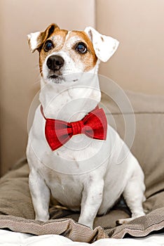 A Jack Russell dog with a red bow around its neck.