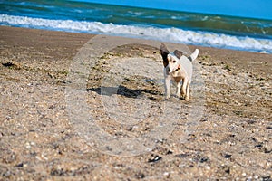 Jack russell dog run on the sand at the beach on summer vacation holidays