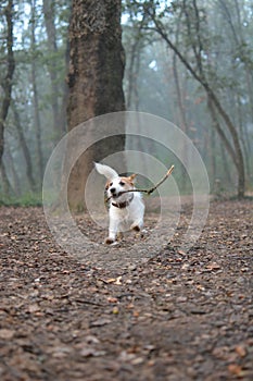 JACK RUSSELL DOG RUNNING IN FOGGY FOREST, CHEWING A WOODEN STICK