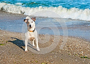 Jack russell dog in the sand at the beach on summer vacation holidays