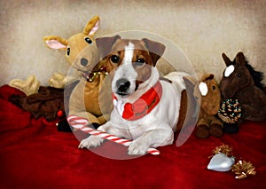 Jack Russell Dog Sitting Down with Toys Around Him and Christmas