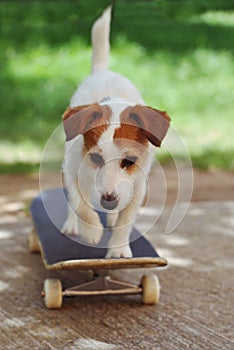 JACK RUSSELL DOG ON SKATEBOARD WEARING ON SUMMER VACATION