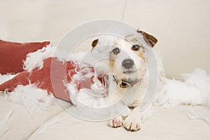 Jack russell dog on a sofa  with innocent expression after bite and destroy a pillow homeware. untrained puppy left alone at home