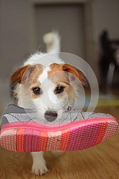 JACK RUSSELL DOG STEALING AND PLAYING WITH A PINK TENNIS SHOES