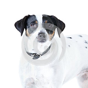 Jack Russell dog, studio closeup and white background for pet care, healthy or isolated with wellness. Canine animal