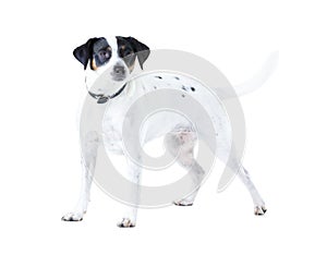 Jack Russell dog, studio and white background with pet care, healthy and isolated with wellness. Canine animal, puppy