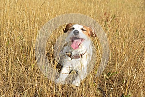 JACK RUSSELL DOG TONGUE OUT IN THE SUMMER HEAT