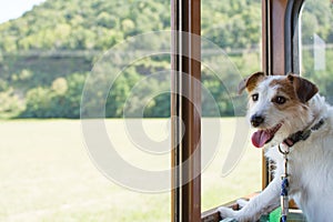 JACK RUSSELL DOG TRAVELING BY TOURIST TRAIN