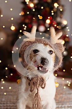 JACK RUSSELL DOG UNDER CHRISTMAS TREE LIGHTS CELEBRATING HOLIDAYS AND MAKING A FUNNY FACE, LINKING TONGUE OUT,  WEARING A REINDEER