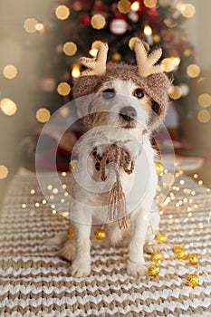 JACK RUSSELL DOG UNDER CHRISTMAS TREE LIGHTS CELEBRATING HOLIDAYS WEARING A REINDEER HAT