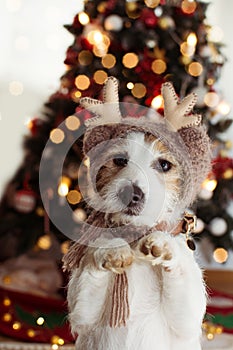 JACK RUSSELL DOG UNDER CHRISTMAS TREE LIGHTS CELEBRATING HOLIDAYS WEARING A REINDEER HAT AND STANDING ON TWO HIND LEGS