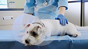 jack russell dog in veterinary collar lies in clinic on table. health care Close up