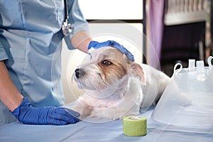 jack russell dog in veterinary collar lies in clinic on table. health care pets. Close up shot