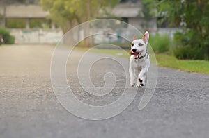 Jack Russell enjoyed playing with speed