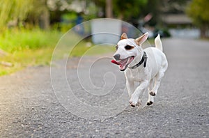 Jack Russell enjoyed playing with speed