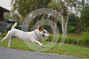 Jack Russell enjoyed playing with speed