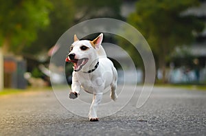 Jack Russell enjoyed playing with speed