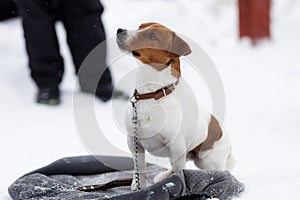 Jack Russell faithful friend