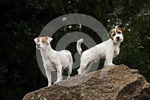 Jack russell family portrait