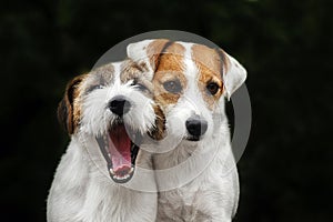 Jack russell family portrait