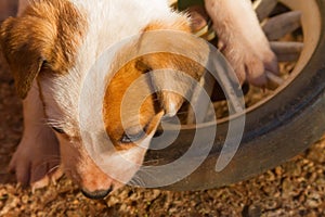 Jack russell fox terrier cross puppy