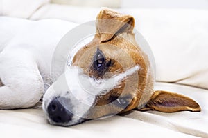 Jack Russell head on a leather sofa