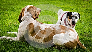 Jack Russell and Italian Bracco Playing