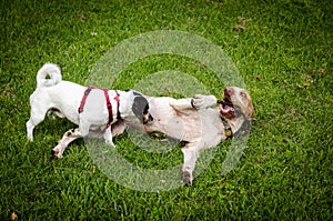 Jack Russell and Italian Bracco Playing