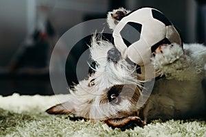 Jack russell long haired in living room