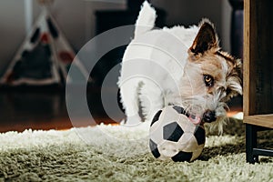 Jack russell long haired in living room