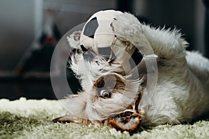 Jack russell long haired in living room