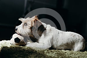 Jack russell long haired in living room