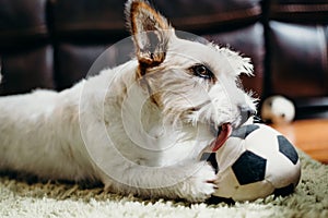 Jack russell long haired in living room