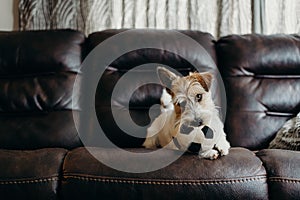 Jack russell long haired in living room