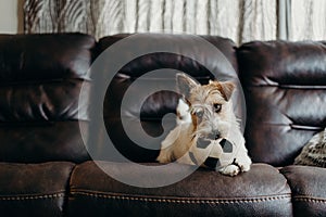 Jack russell long haired in living room