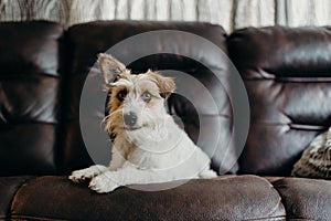 Jack russell long haired in living room