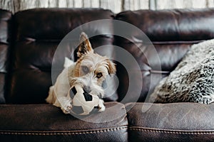 Jack russell long haired in living room